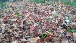 Early Sprouting Garlic